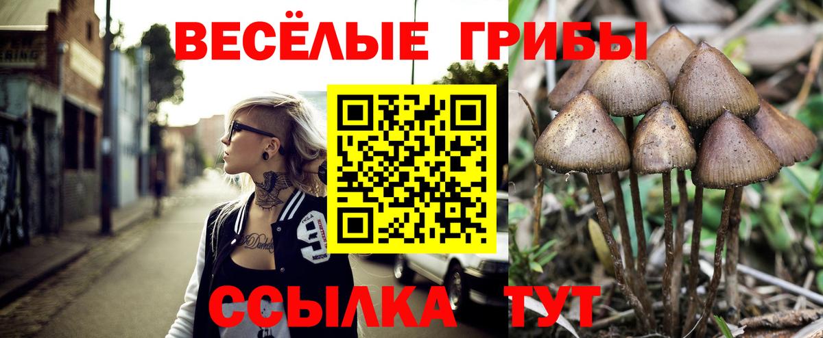 Псилоцибиновые грибы прущие грибы Новокубанск